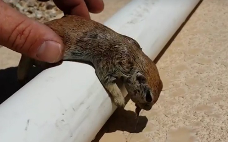 Άνδρας έσωσε με μαλάξεις μικροσκοπικό τρωκτικό που είχε πέσει στην πισίνα του