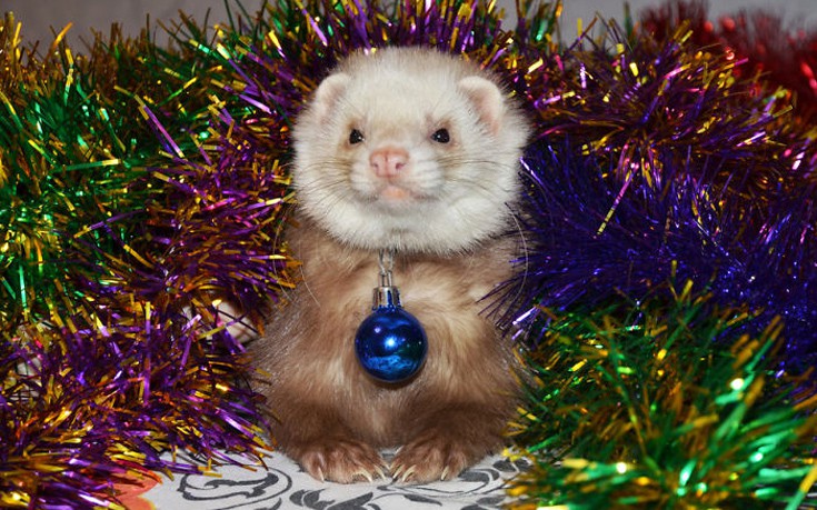 htcrsmss16 htcrsmss16