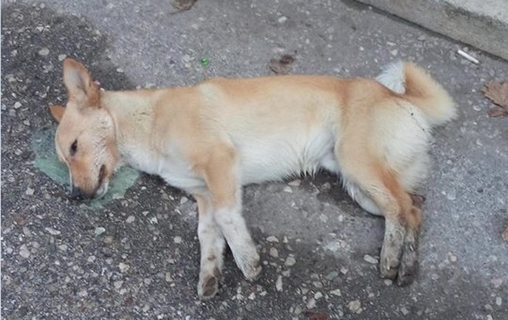 Φόλες και νεκρά σκυλιά στο κέντρο του Αγρινίου