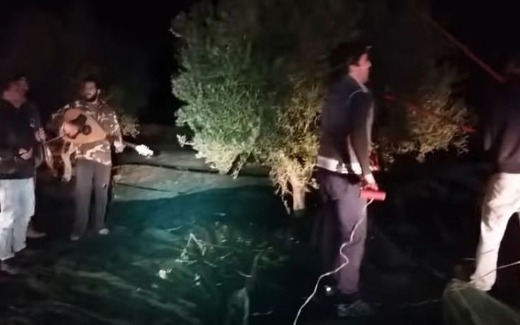 Μαζεύουν ελιές με χορούς, τραγούδια και ρακί