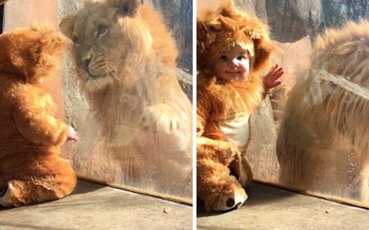 Ένα μωρό συναντάει τον βασιλιά των ζώων