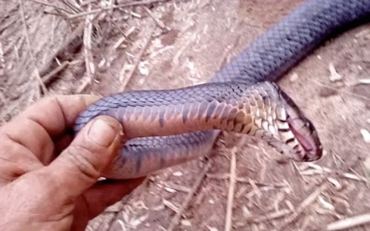 Το φίδι που κάνει… τον ψόφιο κοριό