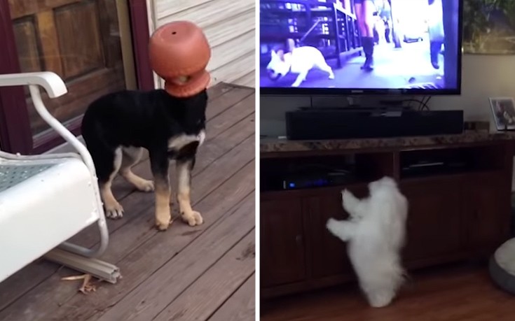 Η αστεία πλευρά των ζώων