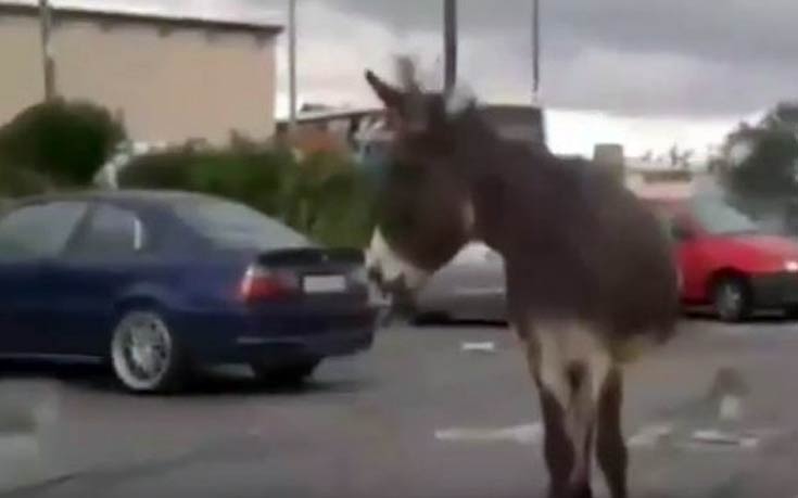 Δύο άλογα και ένας γάιδαρος κόβουν βόλτες στον κόμβο της Σούδας