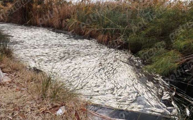 Σοκάρουν τα δεκάδες νεκρά ψάρια στα Ιαματικά Λουτρά του Καϊάφα