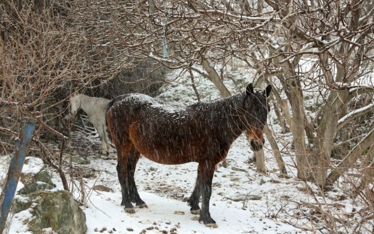 Στέγες από στάνες υποχώρησαν από το χιόνι και σκότωσαν ζώα