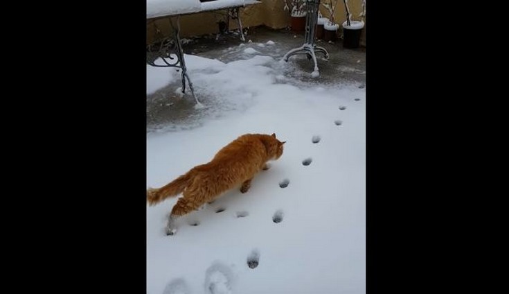 Η γάτα στη Λέσβο που είδε για πρώτη φορά χιόνι