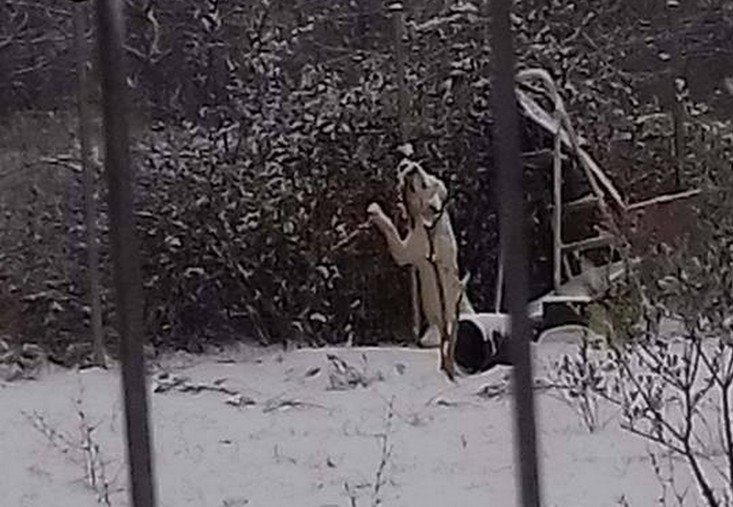 Έδεσε το σκύλο του σε χωράφι και τον άφησε να πεθάνει από την παγωνιά