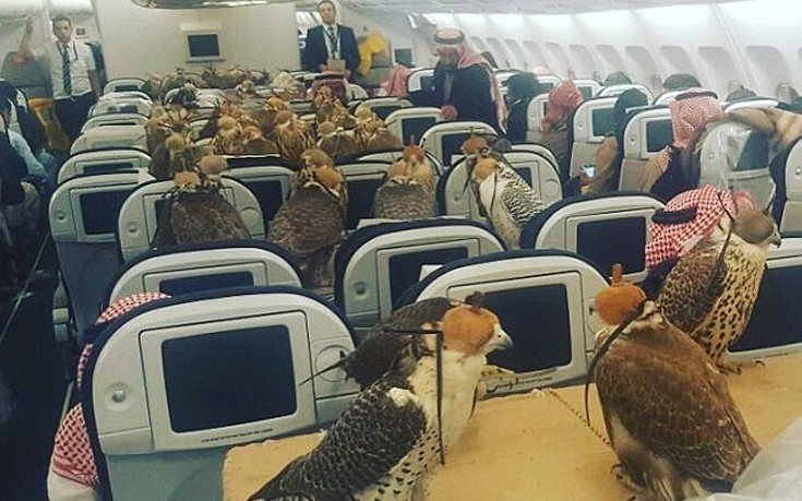 Αρπακτικά πουλιά ταξιδεύουν με το αεροπλάνο