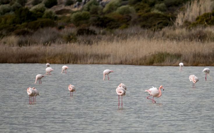 Τα φλαμίνγκο επέστρεψαν στην Κέρκυρα