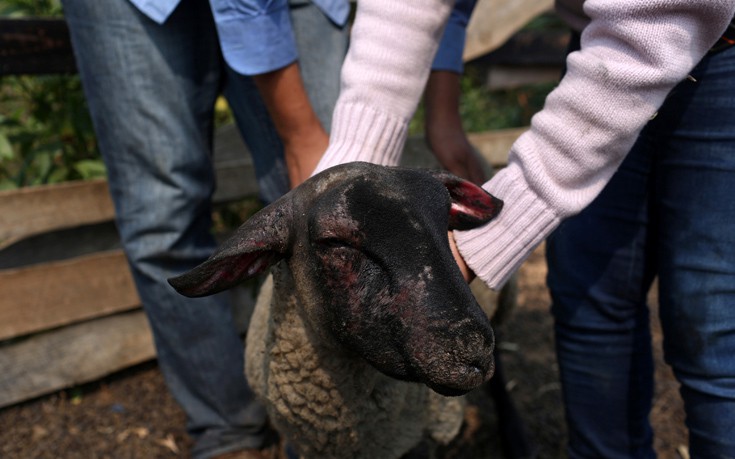 CHILE_WILDFIRE1 CHILE_WILDFIRE1