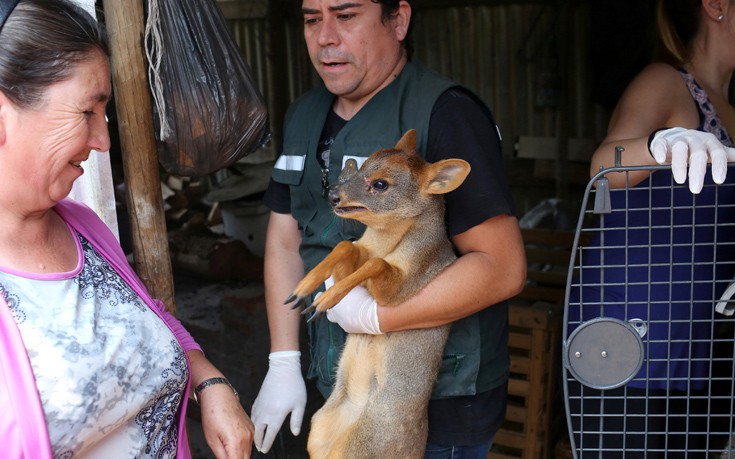 CHILE_WILDFIRE2 CHILE_WILDFIRE2