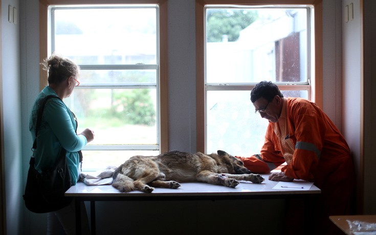 CHILE_WILDFIRE6 CHILE_WILDFIRE6