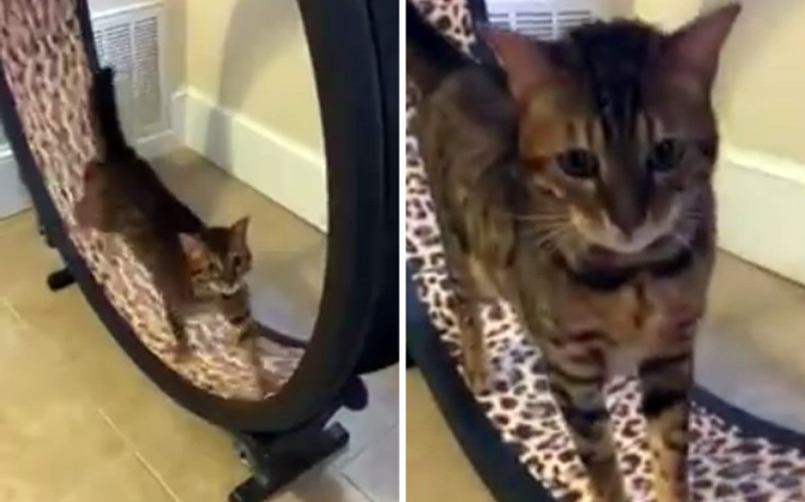 Κράτα τη γάτα σου σε φόρμα!