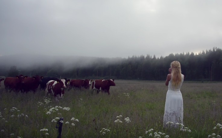 Οι αγελάδες που μαγεύονται με το αρχαίο τραγούδι των Βίκινγκ και πηγαίνουν εκεί που τις καλούν