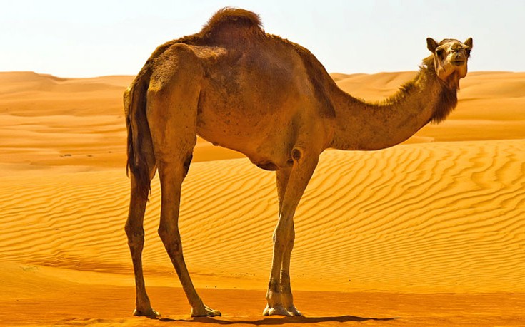 Μαγαζί με ροφήματα με ούρα καμήλας έκλεισε καθώς ο ιδιοκτήτης γέμιζε τα μπουκάλια με τα δικά του