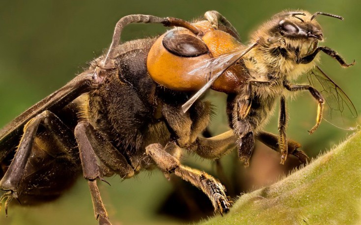 Η σφήκα που αποκεφαλίζει μέλισσες και είναι πλασμένη από τα υλικά του εφιάλτη