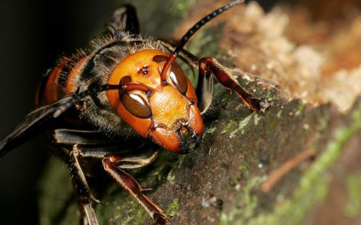 hhoronanaassiainsn1 hhoronanaassiainsn1