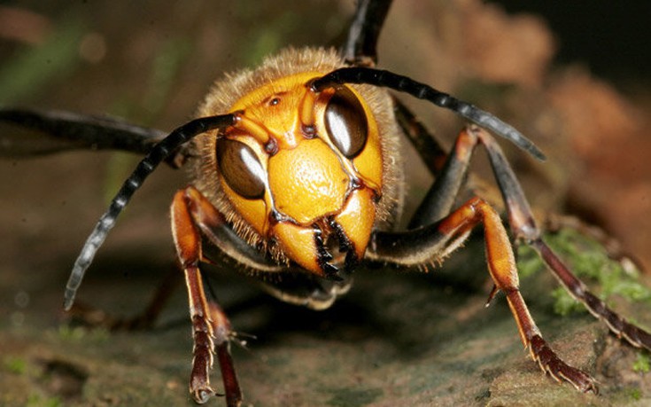 hhoronanaassiainsn2 hhoronanaassiainsn2