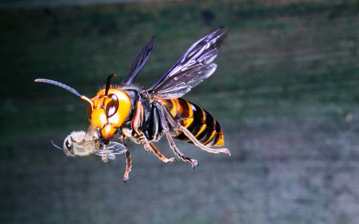 hhoronanaassiainsn3 hhoronanaassiainsn3