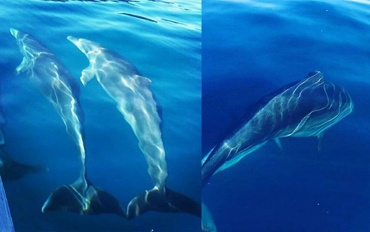«Γέμισε» δελφίνια και φώκιες ο κόλπος του Ηρακλείου