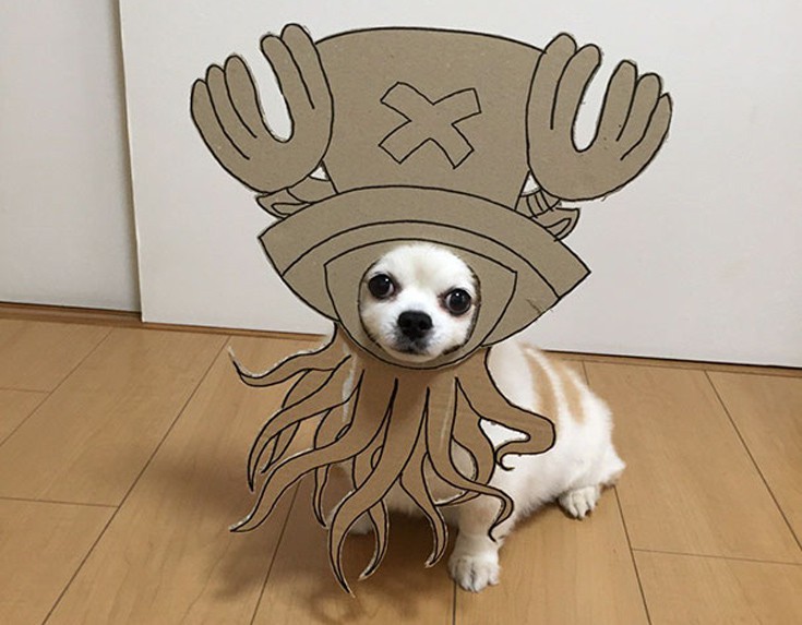 japsdoansdog10 japsdoansdog10