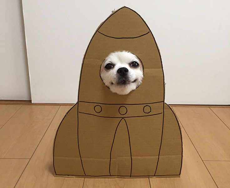 japsdoansdog11 japsdoansdog11