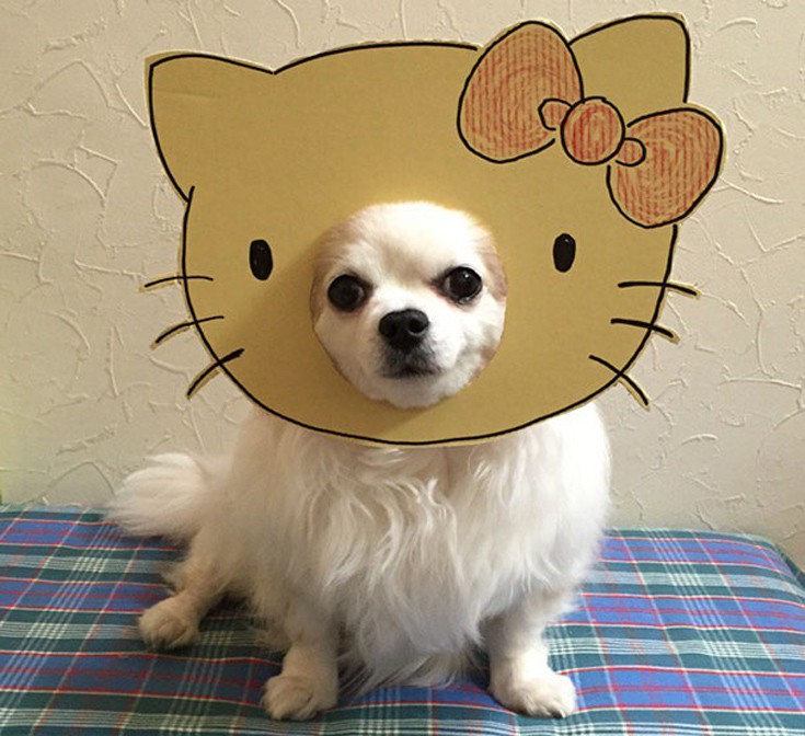 japsdoansdog12 japsdoansdog12