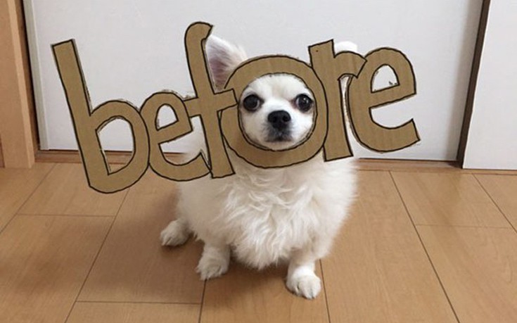 japsdoansdog13 japsdoansdog13