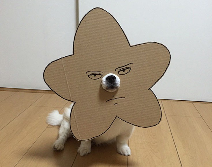 japsdoansdog2 japsdoansdog2