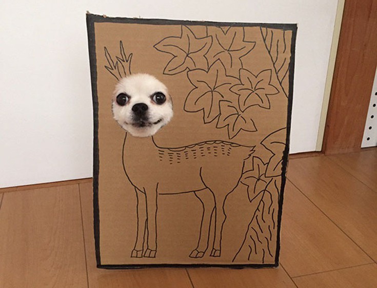 japsdoansdog3 japsdoansdog3