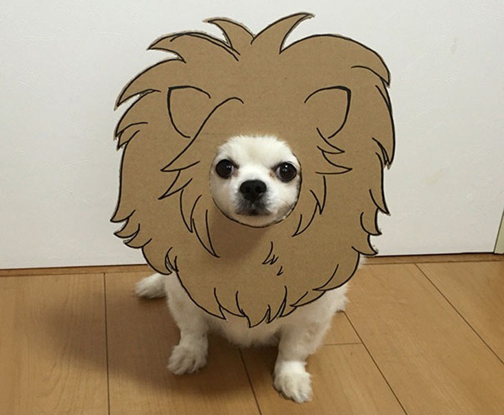 japsdoansdog4 japsdoansdog4