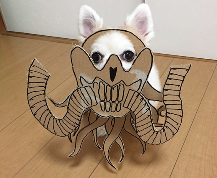 japsdoansdog6 japsdoansdog6