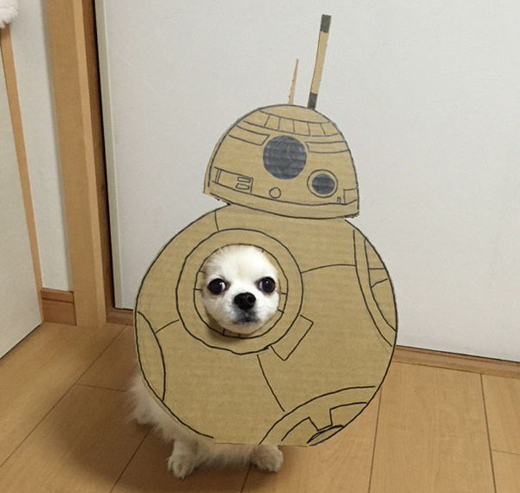 japsdoansdog7 japsdoansdog7