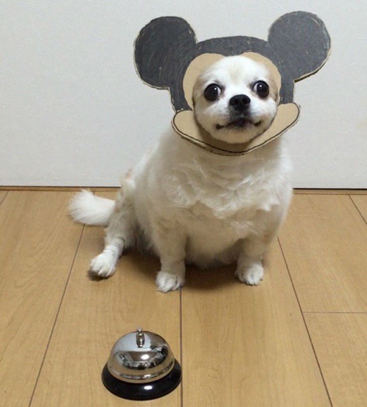 japsdoansdog8 japsdoansdog8