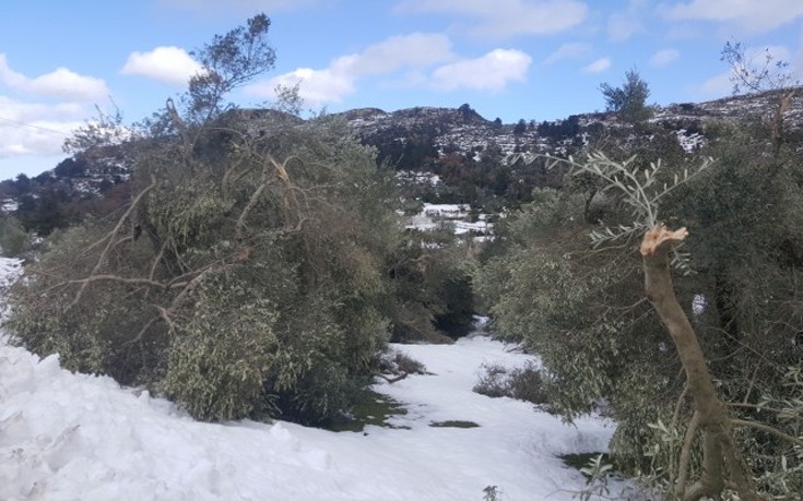 Σε δραματική κατάσταση οι αγρότες της Κρήτης