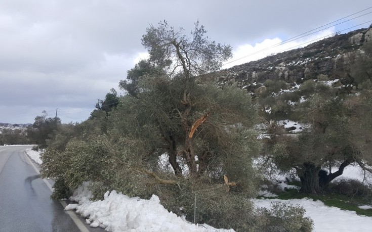 krhtutuis3 krhtutuis3