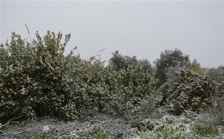 Τεράστιες καταστροφές στις καλλιέργειες στην Αιγιαλεία