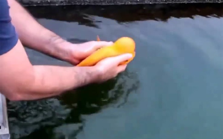 Το παιχνιδιάρικο ψάρι που λατρεύει τα χάδια