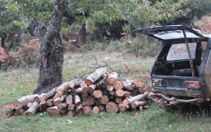 «Θυσία» τα δένδρα για τη θέρμανση στην Αμαλιάδα