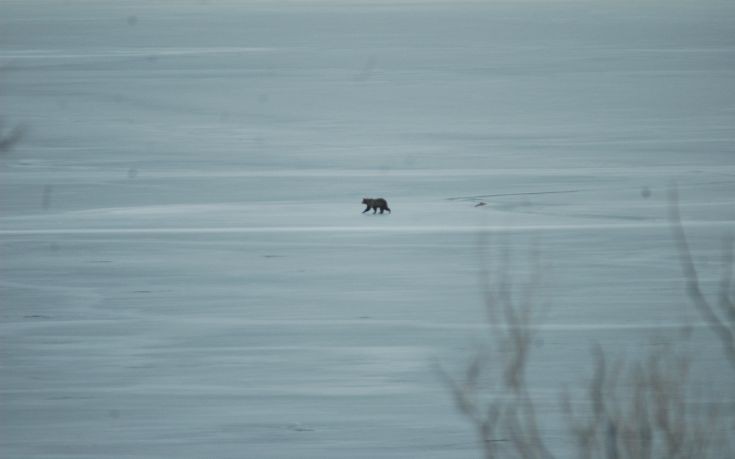 Αρκουδάκι σουλατσάριζε πάνω στην παγωμένη λίμνη της Καστοριάς