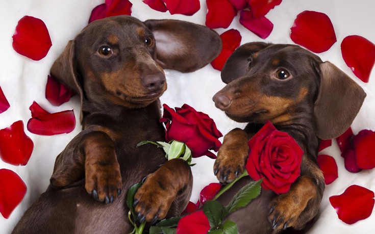 Είναι σκυλοτροφή, είναι Premium, είναι ελληνική και έχει όνομα&#8230; Mojestik