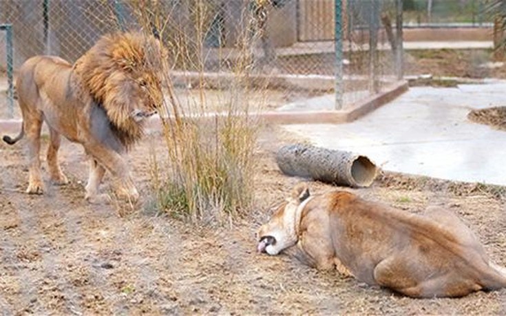 Ζευγάρι λιονταριών βρέθηκε ξανά μαζί την ημέρα του Αγίου Βαλεντίνου