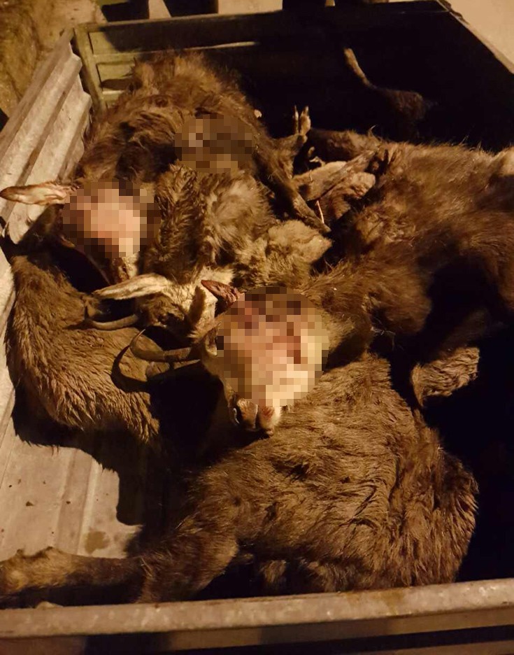 Λαθροκυνηγοί σκότωσαν σπάνια αγριόγιδα