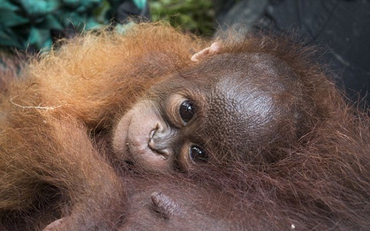 babyorangutan4