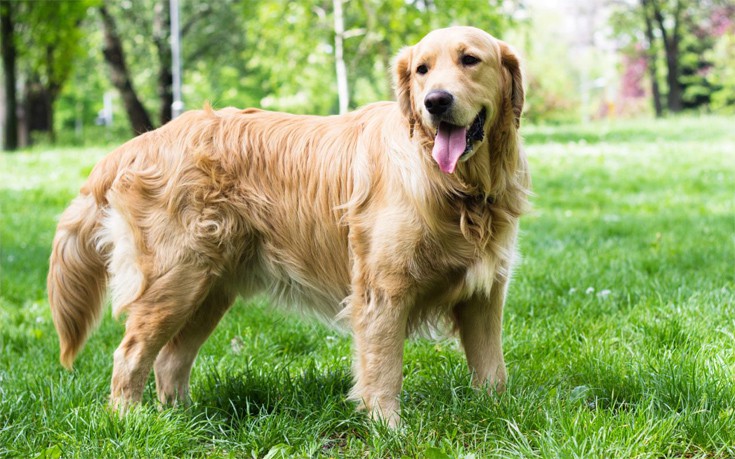 dddoogammannosnwwe1 dddoogammannosnwwe1