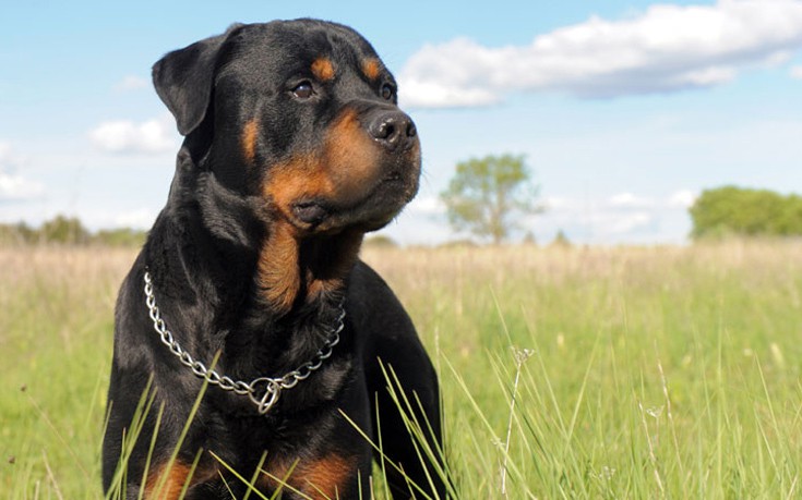 dddoogammannosnwwe2 dddoogammannosnwwe2