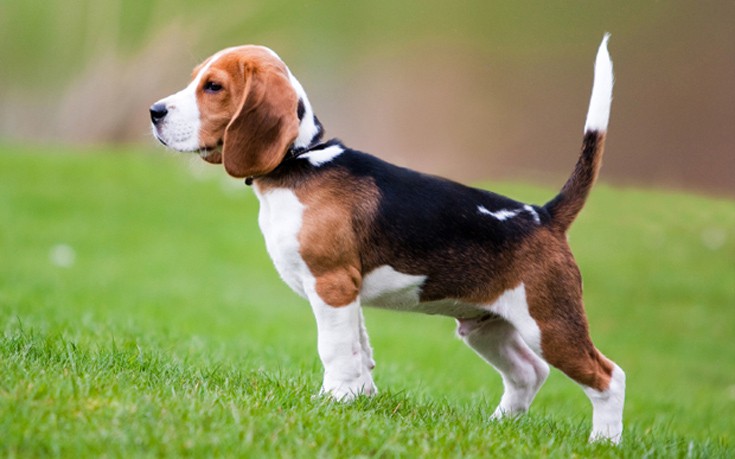 dddoogammannosnwwe5 dddoogammannosnwwe5