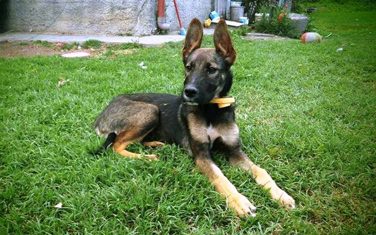 dddoogammannosnwwe8 dddoogammannosnwwe8