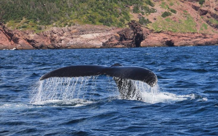 Σπάνιο είδος φάλαινας εμφανίστηκε στη βόρεια Ικαρία
